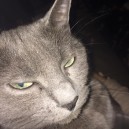 Felix albo foch 😼