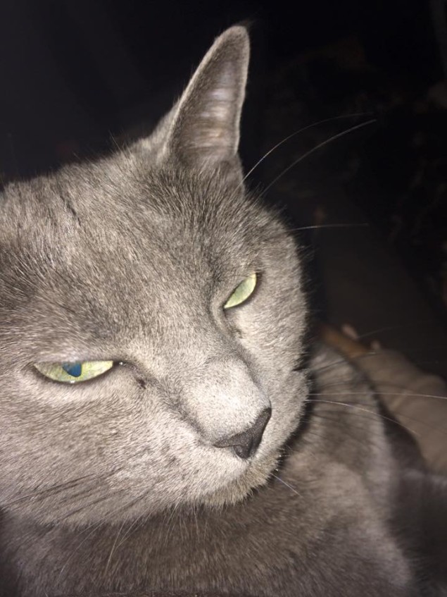 Felix albo foch 😼 